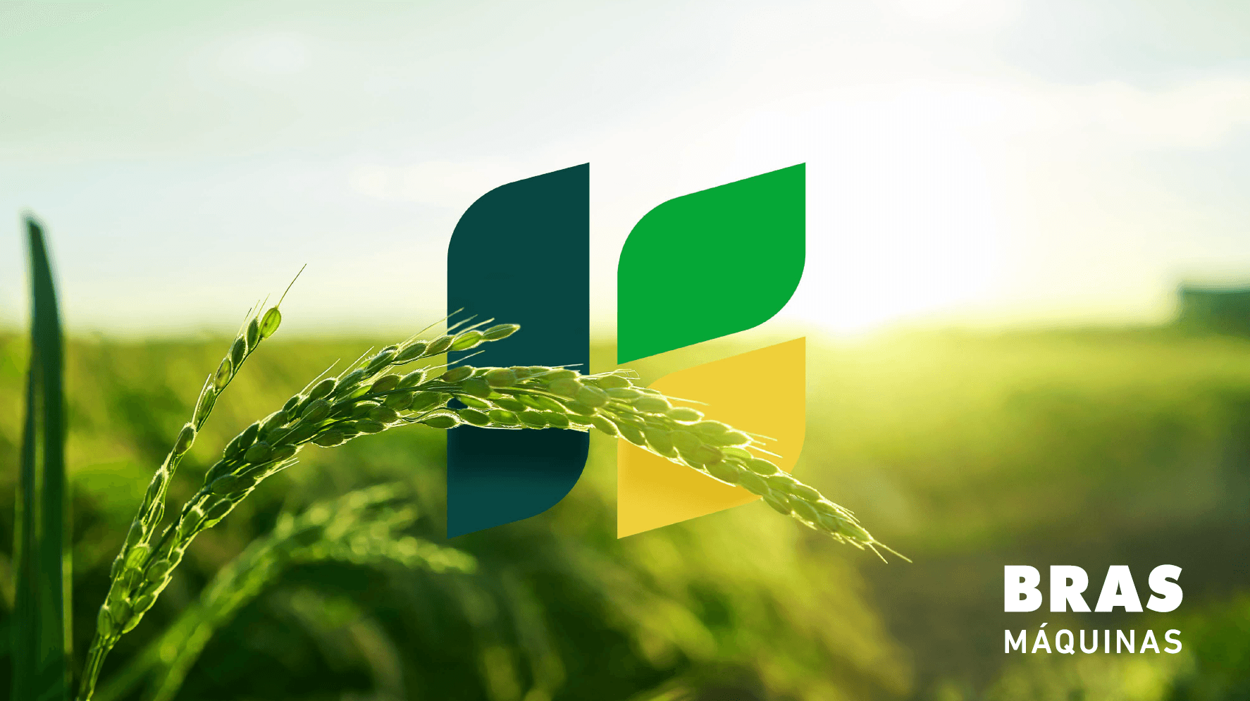 Plantio com sistema de irrigação ao entardecer